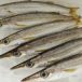 カマス　鮮魚　刺身でいけます