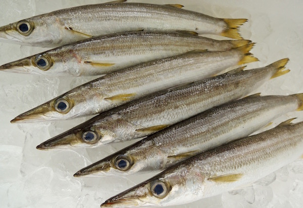 カマス　鮮魚　刺身でいけます