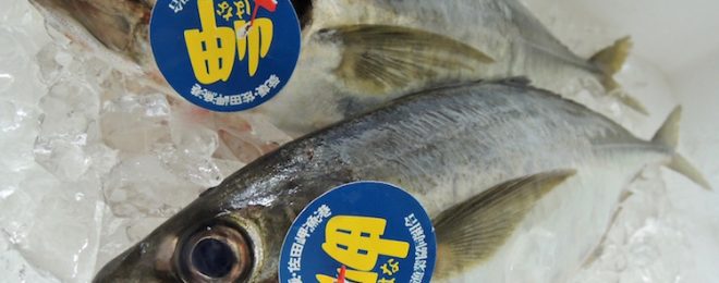 天然真鯵　漁師さん直送の一本釣り鮮魚　