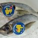 天然真鯵　漁師さん直送の一本釣り鮮魚　