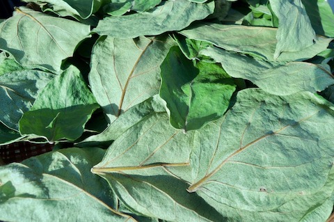 那須塩原レストランチッチ 柿の葉茶の作り方 薬草茶 野草茶