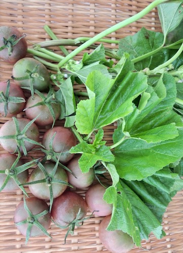 オーガニック野菜　トマト　おかのり