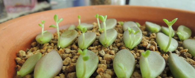 多肉植物　の子供　芽が出て来た