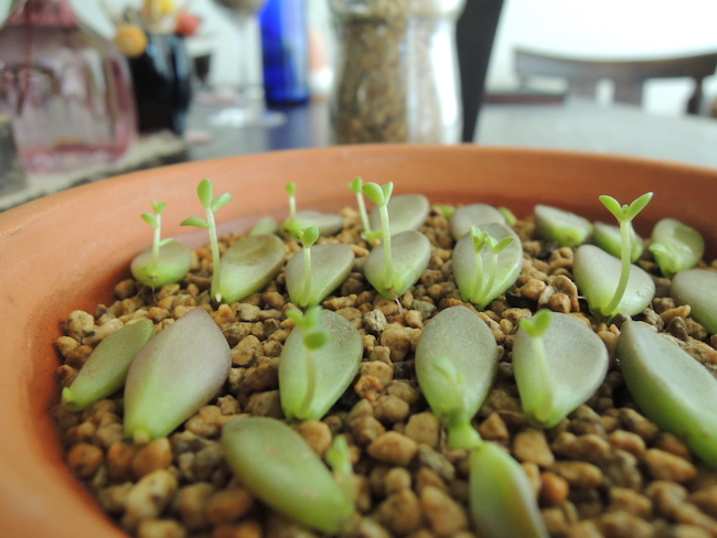 多肉植物　の子供　芽が出て来た