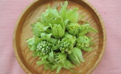 ふきのとう 2019