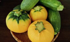 オーガニック　夏野菜　ズッキーニ　無農薬