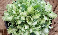 プチヴェール　お野菜2020