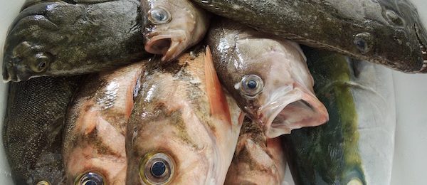 北海道　活魚