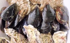 北海道産　帆立　ムール　牡蠣