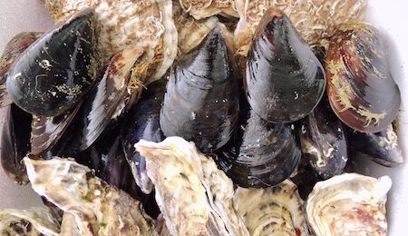 北海道産　帆立　ムール　牡蠣
