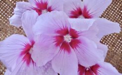 むくげの花