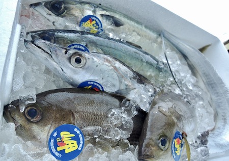 佐田岬　鮮魚　天然活け締め