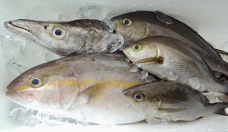 高知　鮮魚　カンパチ　イサギ　太刀魚