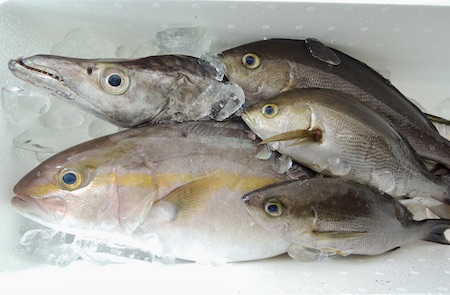 高知　鮮魚　カンパチ　イサギ　太刀魚
