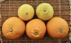 Spring citrus fruits　2025
