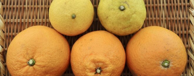 Spring citrus fruits　2025