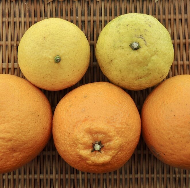 Spring citrus fruits　2025