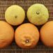 Spring citrus fruits　2025