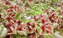 アピオスの花　2025年