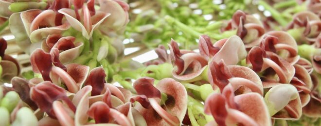 アピオスの花　2025年