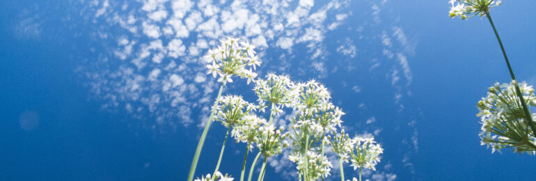 にらの花