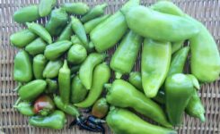 2025年最後の収穫。レストランチッチの畑の野菜。