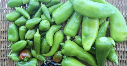 2025年最後の収穫。レストランチッチの畑の野菜。