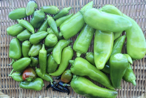 2025年最後の収穫。レストランチッチの畑の野菜。