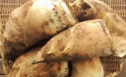 2026年春　たけのこ　掘り立てほやほや