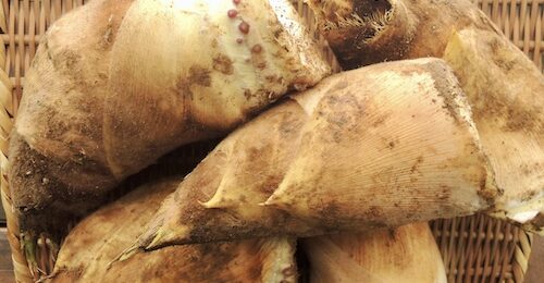 2026年春　たけのこ　掘り立てほやほや