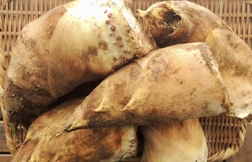 2026年春　たけのこ　掘り立てほやほや