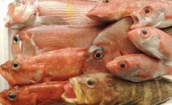 天然魚　島根　2026／4