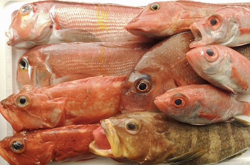 天然魚　島根　2026／4