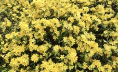 カロライナジャスミン2026