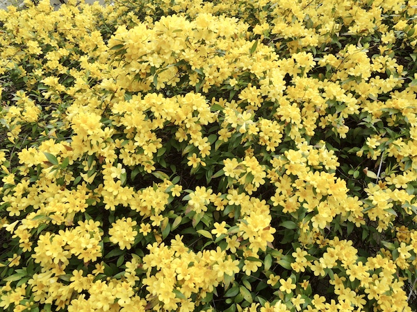 カロライナジャスミン2026